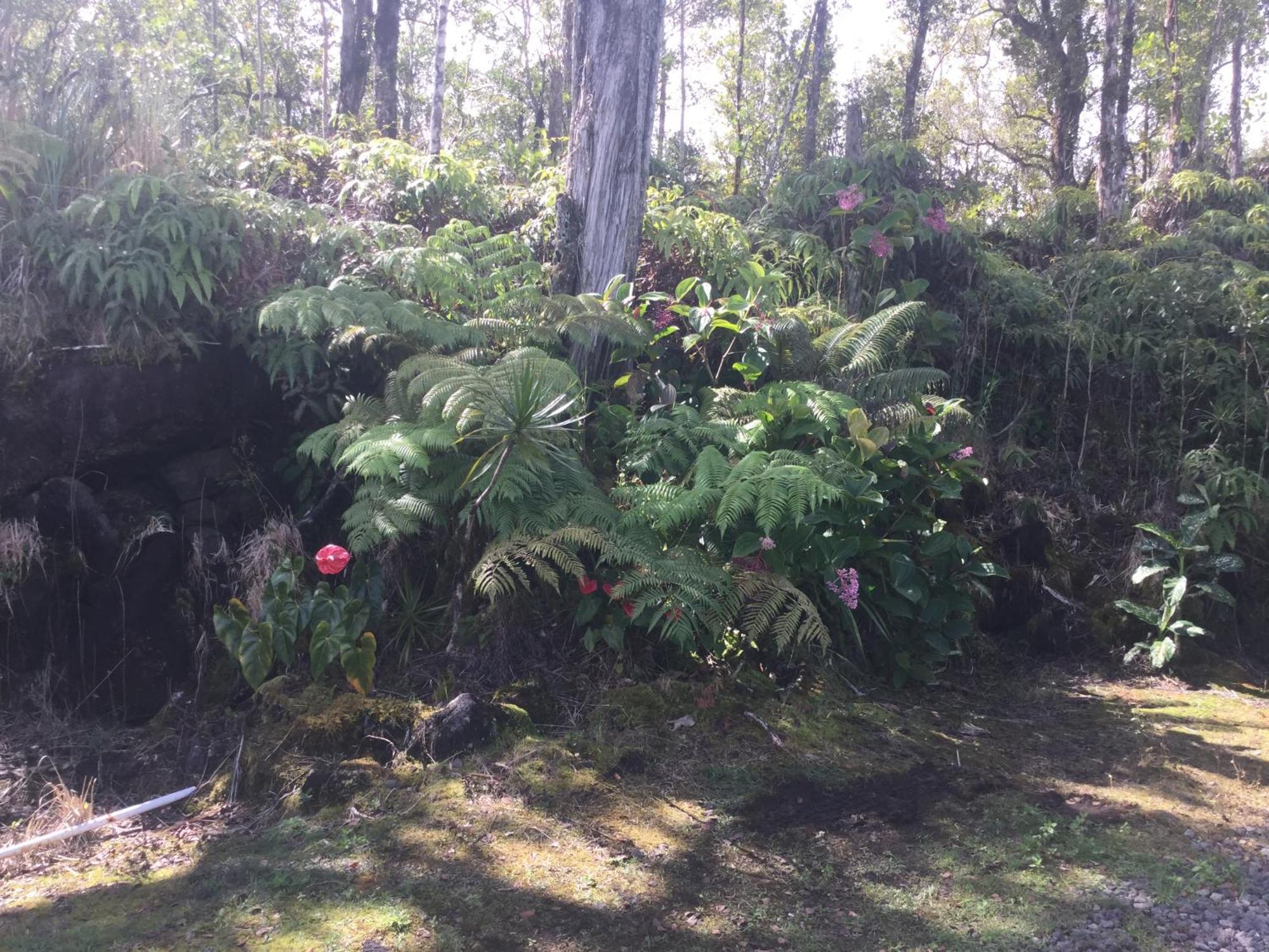 Simply Convenient Tropical Country Studio Mountain View Buitenkant foto